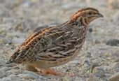 Quails Available