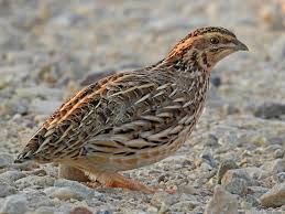 Quails Available