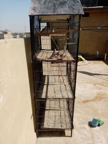 5 Portion Cage With or without Birds