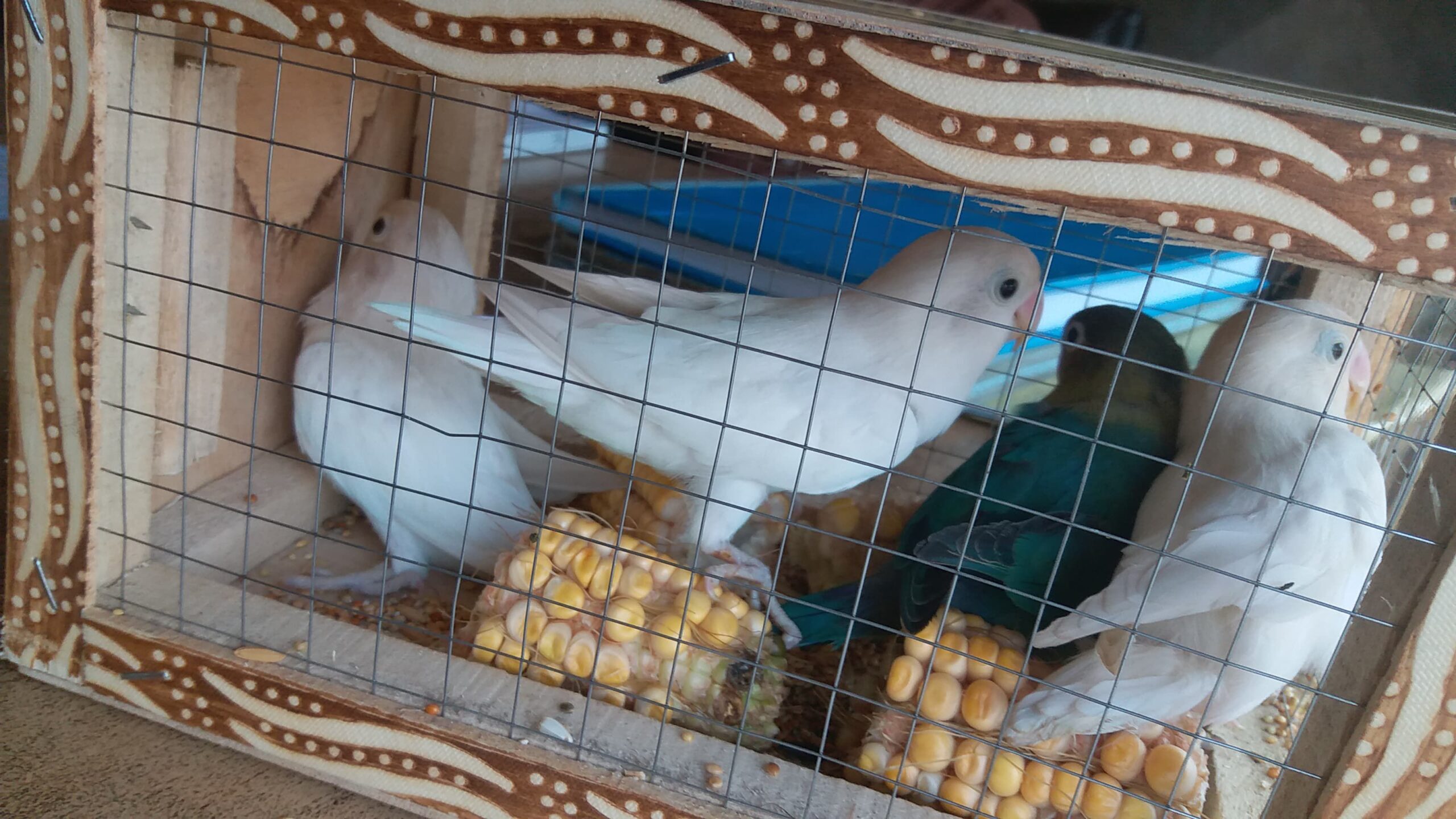 lutino opline creamino decino albino