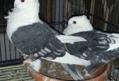 Fancy pigeons for sale