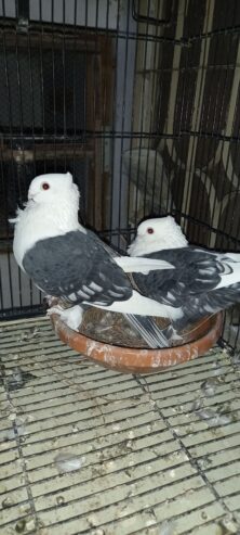 Fancy pigeons for sale