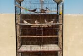 5 Portion Cage With or without Birds