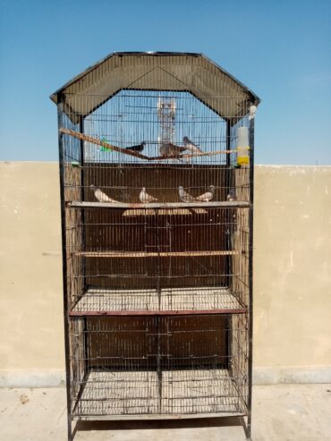 5 Portion Cage With or without Birds