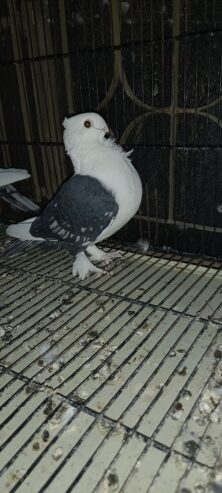 Fancy pigeons for sale