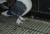 Fancy pigeons for sale