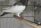 Fancy pigeons for sale