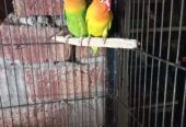 LOVE BIRD