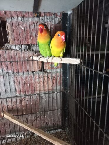 LOVE BIRD