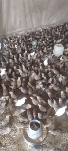 Quails Available