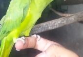 Green Ringneck breeder female for sale