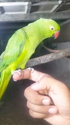 Green Ringneck breeder female for sale