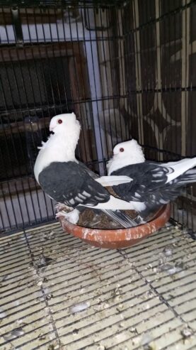 Fancy pigeons for sale