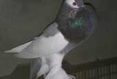 Fancy pigeons for sale