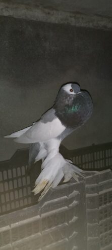 Fancy pigeons for sale