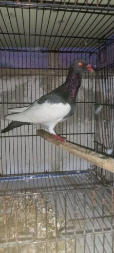 Fancy pigeons for sale