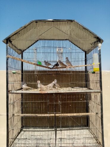 5 Portion Cage With or without Birds