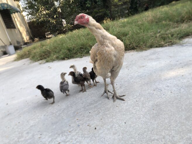 Lakha birds