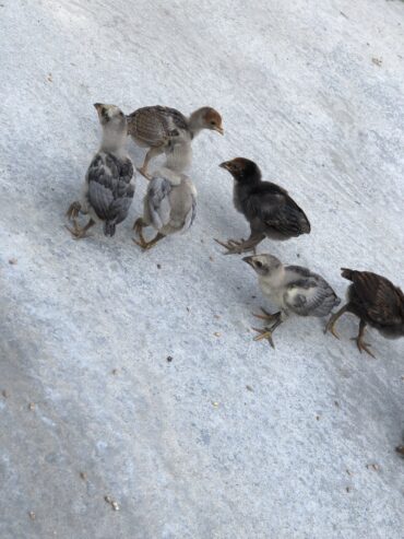 Lakha birds