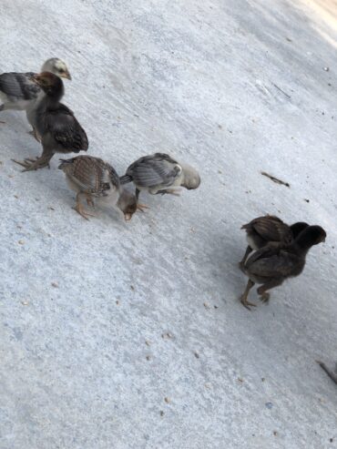 Lakha birds