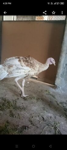 Turkey brider male for sall