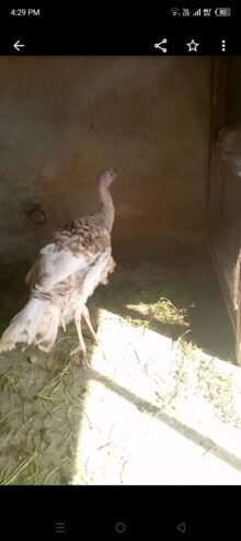 Turkey brider male for sall