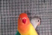 Love Bird Breeder Pair