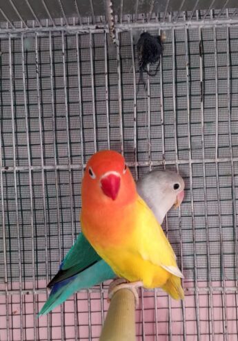 Love Bird Breeder Pair