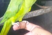 Green Ringneck breeder female for sale