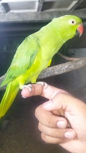 Green Ringneck breeder female for sale