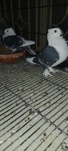 Fancy pigeons for sale