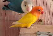 Love Bird Breeder Pair