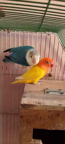 Love Bird Breeder Pair