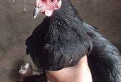 1 Pair Adult Bantom Hen