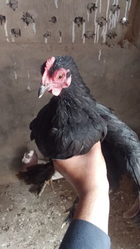 1 Pair Adult Bantom Hen