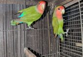 Rosicoli lovebirds ready to bread pair, lutino x rosicoli breader pair