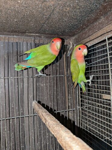 Rosicoli lovebirds ready to bread pair, lutino x rosicoli breader pair