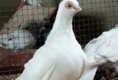 Paper white budapest breeder with chick