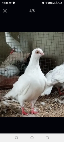 Paper white budapest breeder with chick