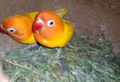 Lotino pasnata split red eye breeder pair for sale