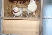 Albino shaftail,albino cut throat,silver diamimond firetail