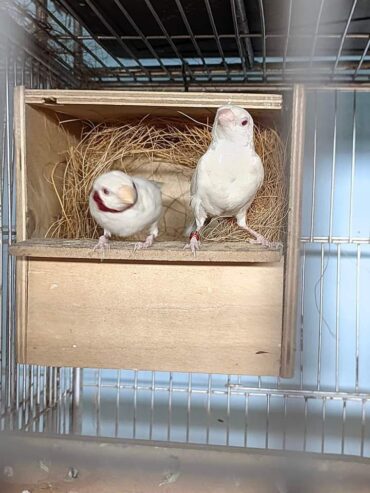 Albino shaftail,albino cut throat,silver diamimond firetail