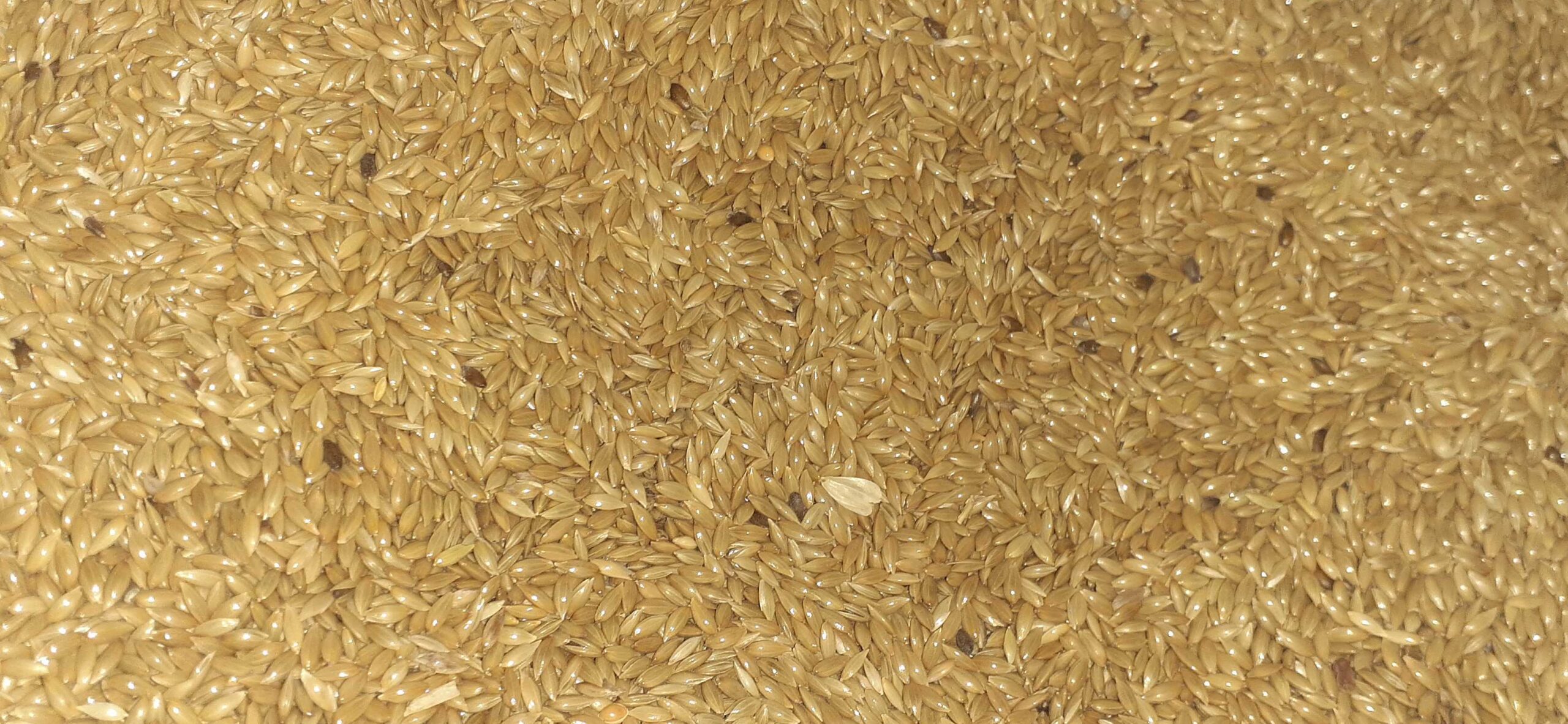 Jani Birds & feed shop