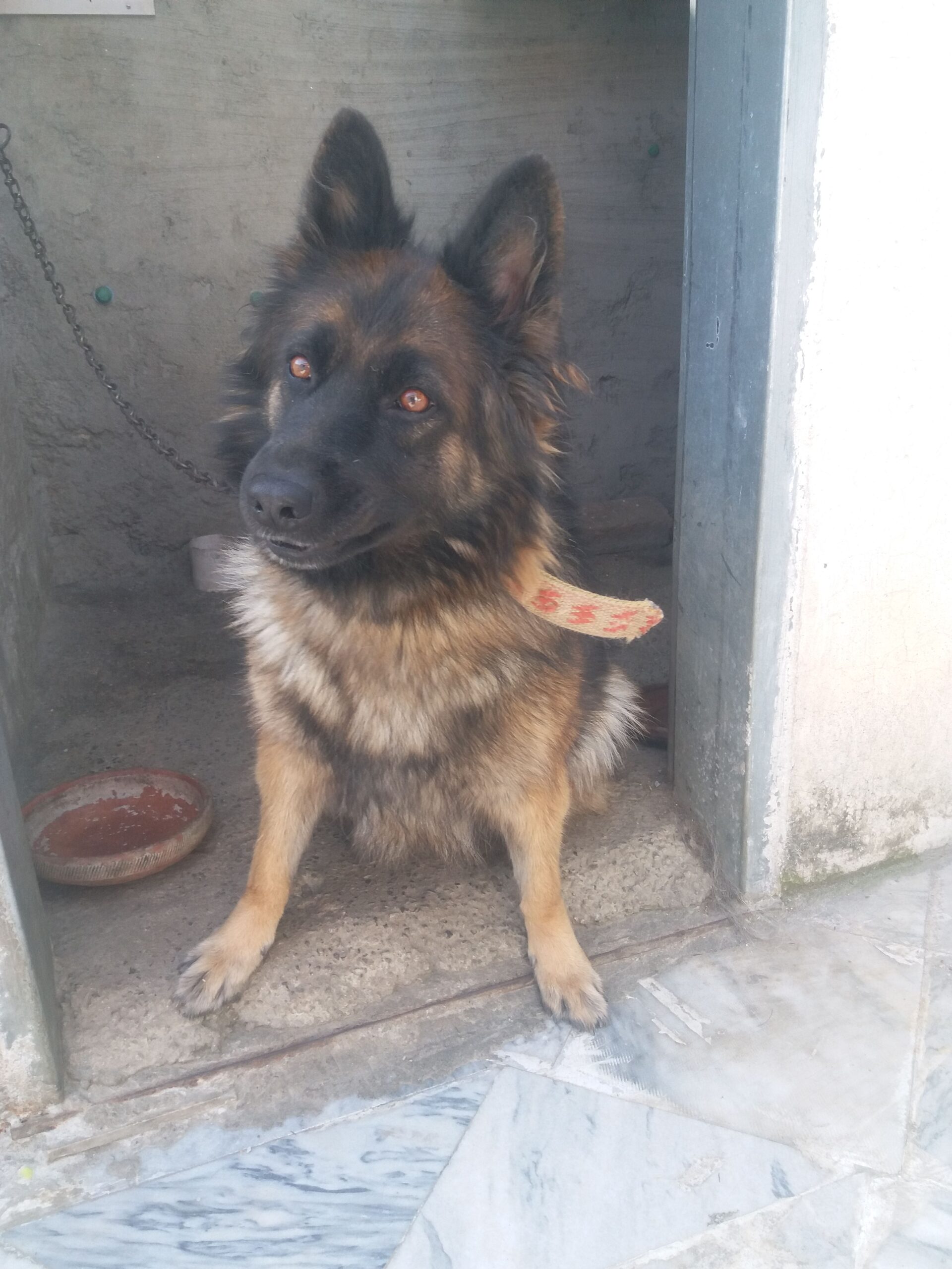 German Shepered King