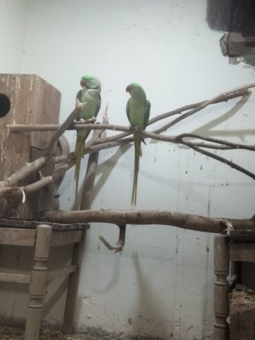 Raw parrots breader pair