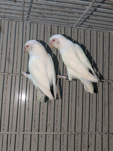 Albino red eyes breader pair with DNA 2 year