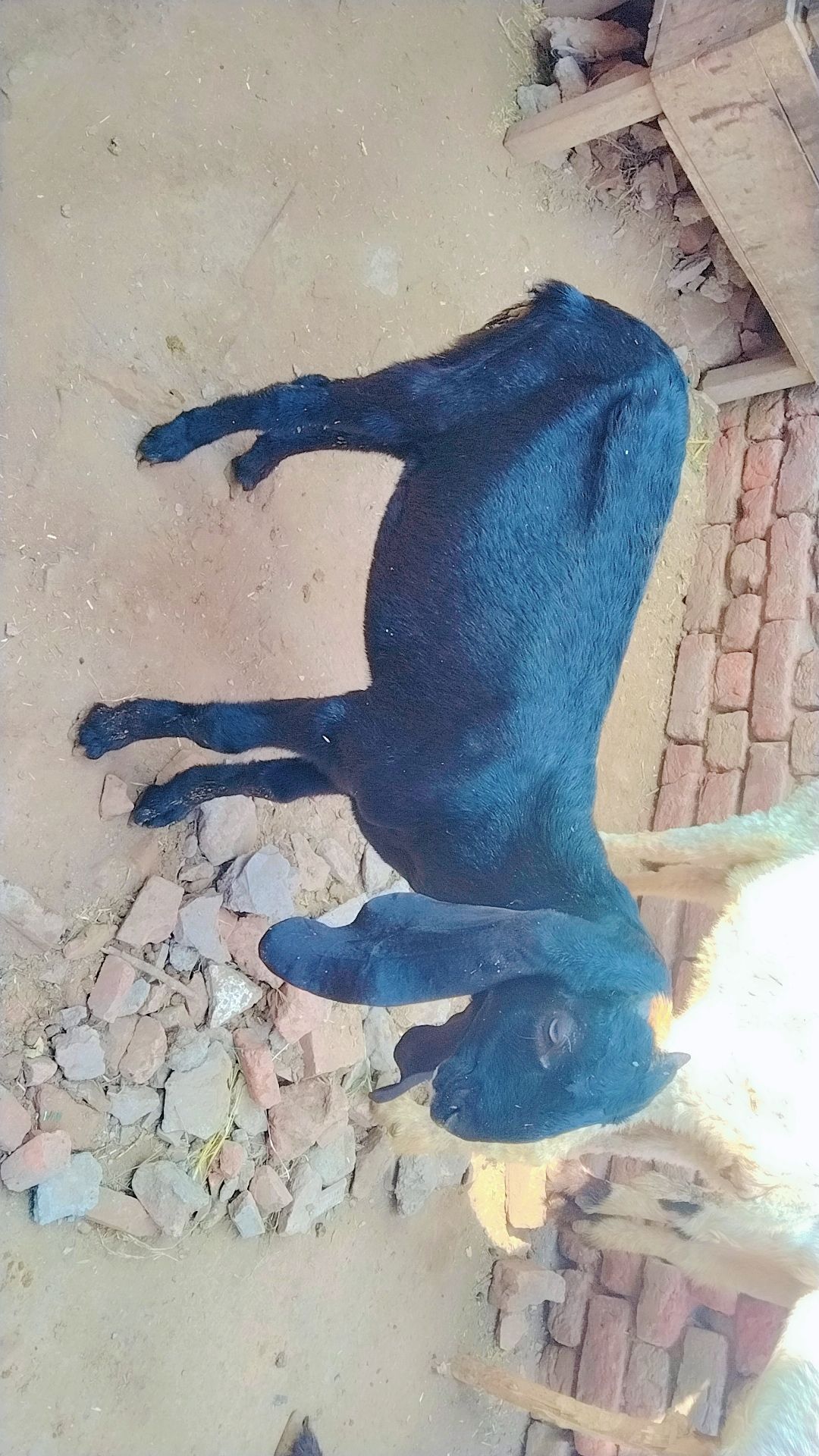 2 male goat 1 female goat