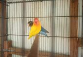 Lotion pasnata male blue pasnata female breeder pair for sale