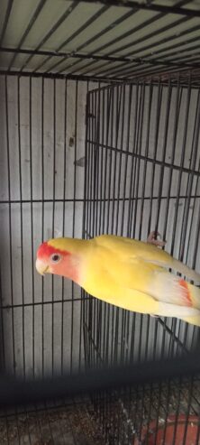 Coman Lutino breeder pair