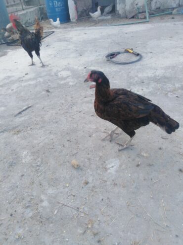 Aseel hens for sale.